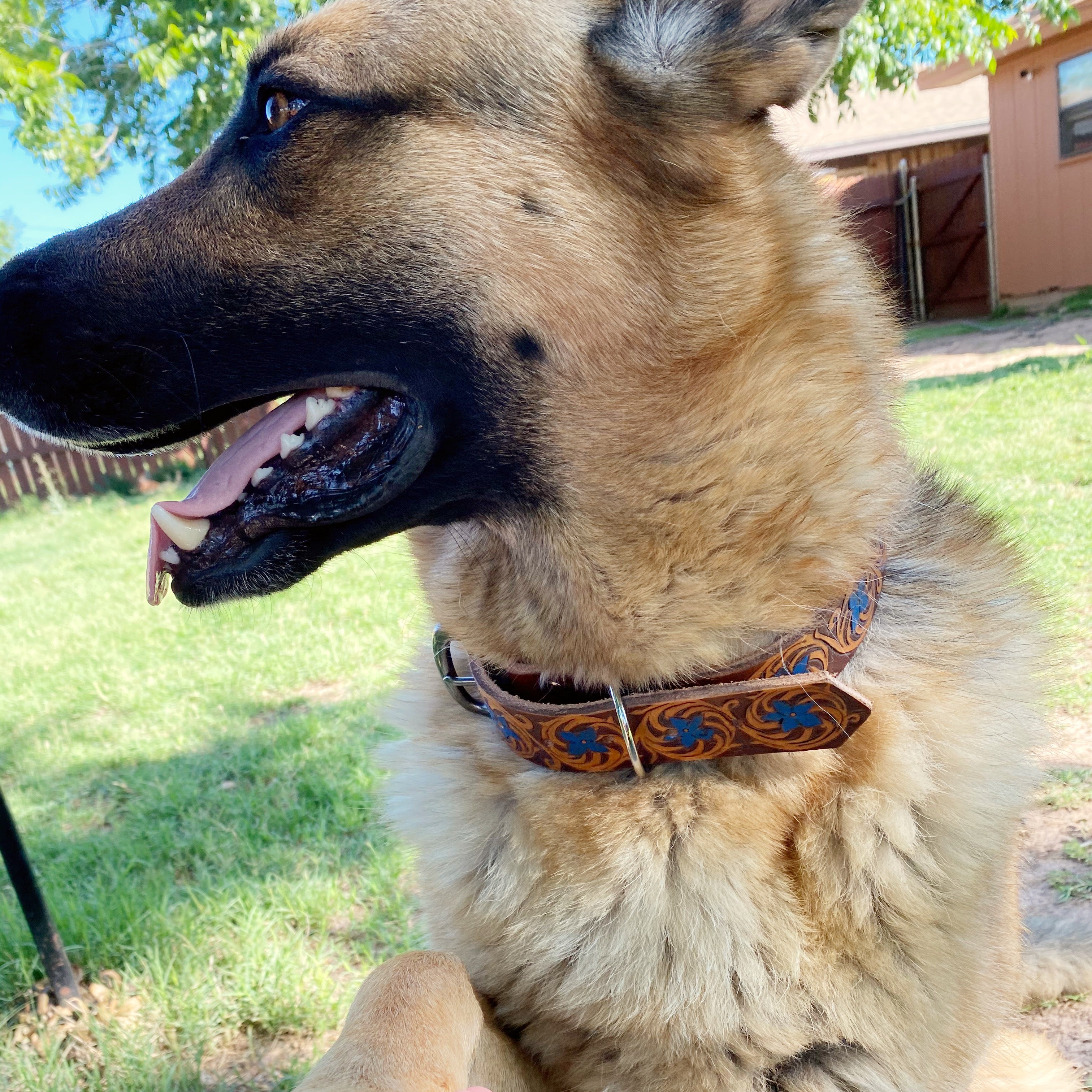 Thunderbird Dog Collar