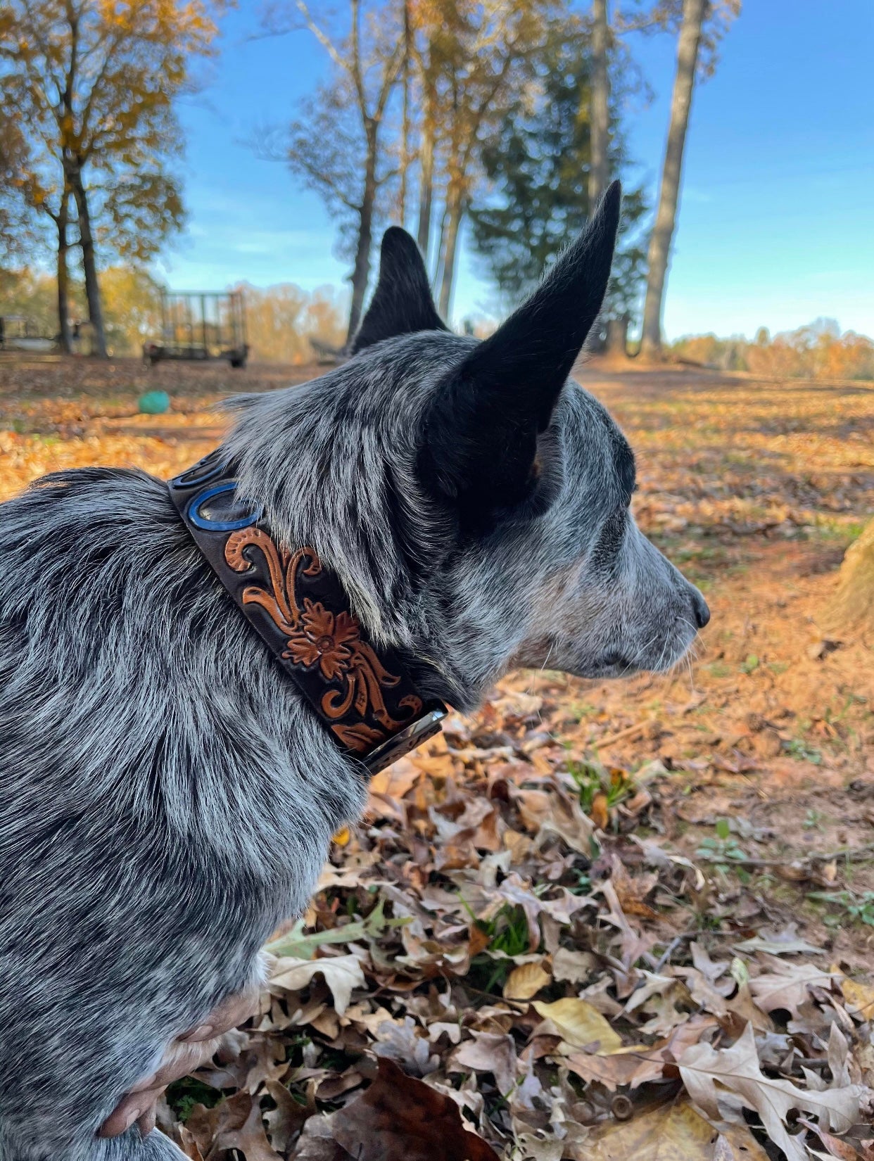 Dog Collars