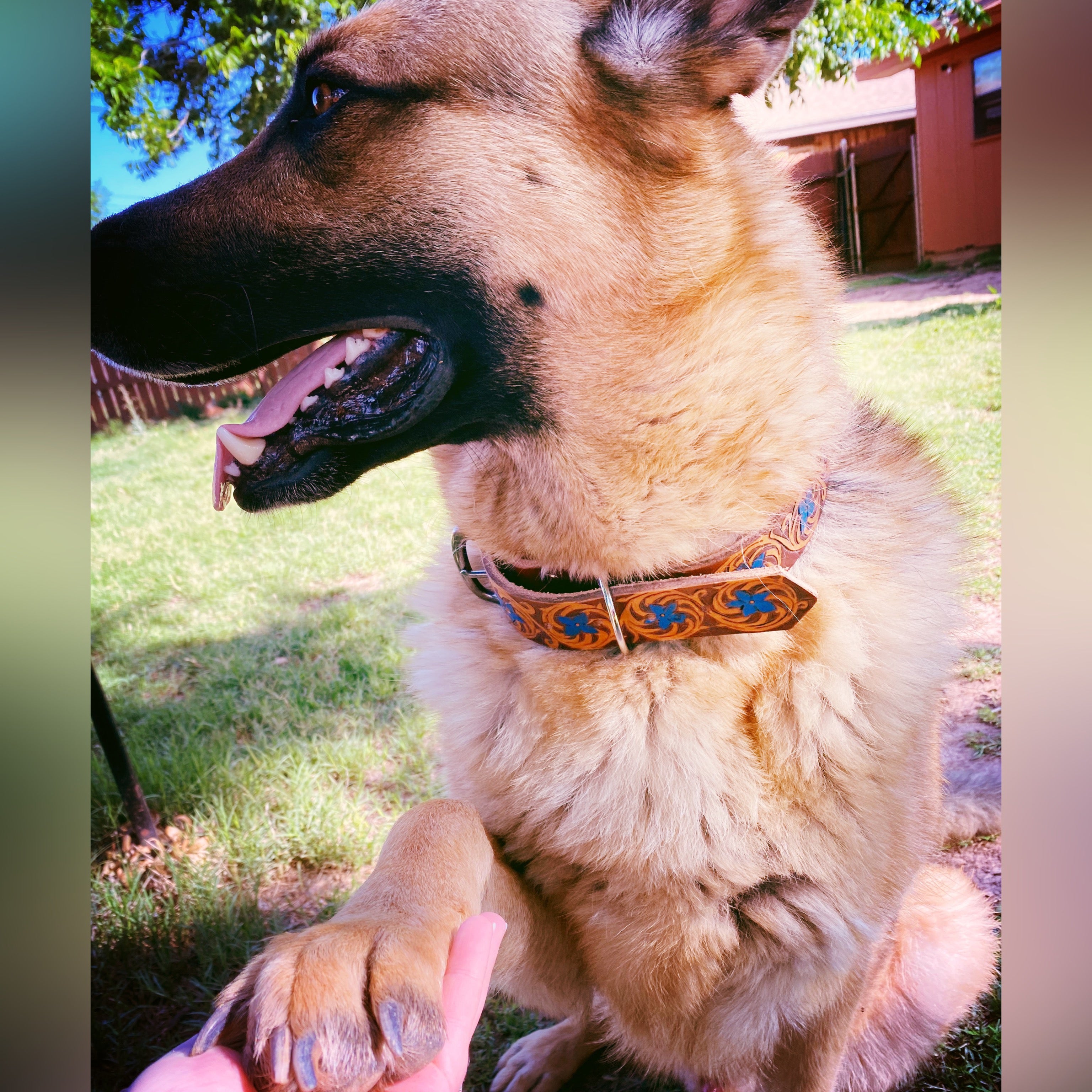Dog Collars